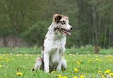 BORDER COLLIE 982